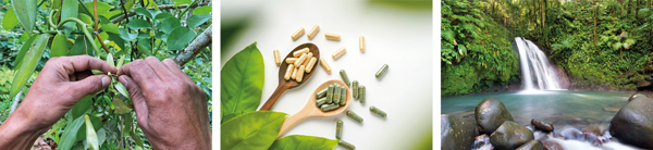 Guadeloupe-triptyque